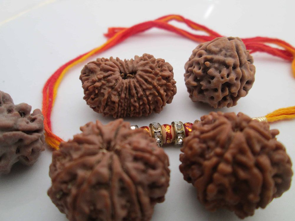 Diverse Rudraksha Varieties